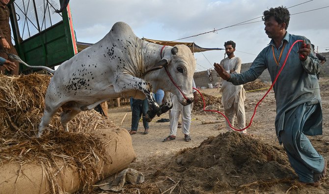 Eid ul Adha 2025: Sacrificial Animal Prices Surge by 50–70% Across Pakistan 2 Eid ul Adha 2025, Sacrificial Animal Prices, Pakistan