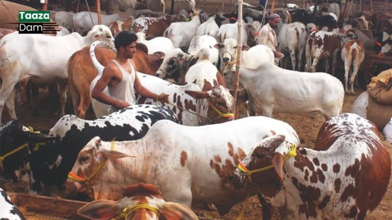 Eid ul Adha 2025